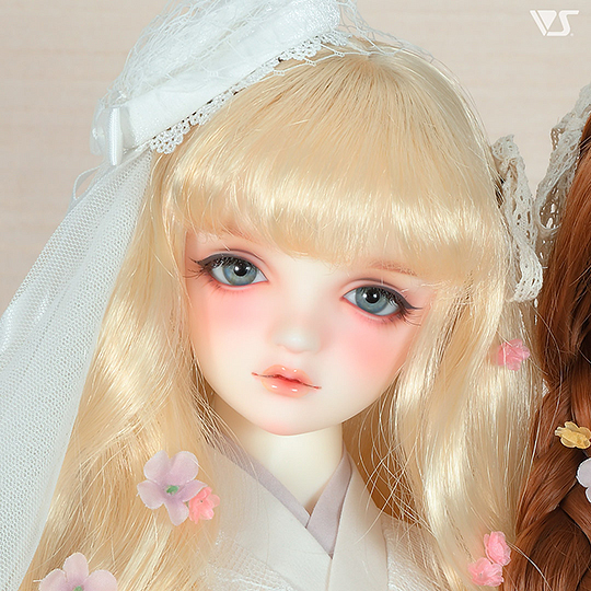 モデルドルフィー