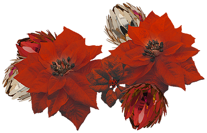ポインセチア