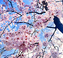 天使の里 春のフェア 2026