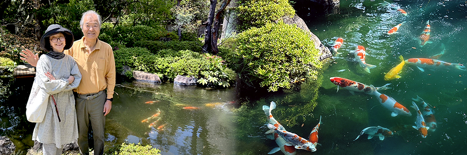 天使の里 池の鯉