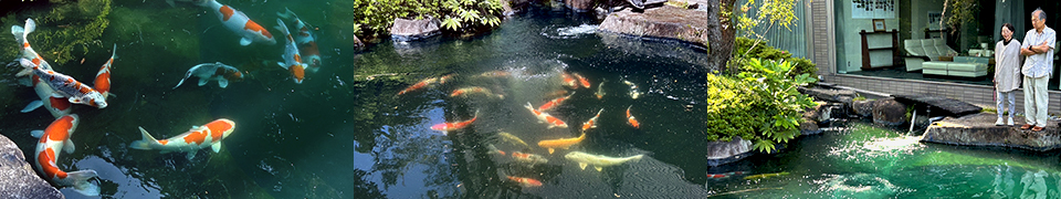 天使の里 池の鯉