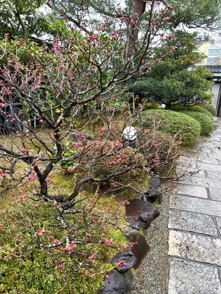 sato20250303_6o.jpg