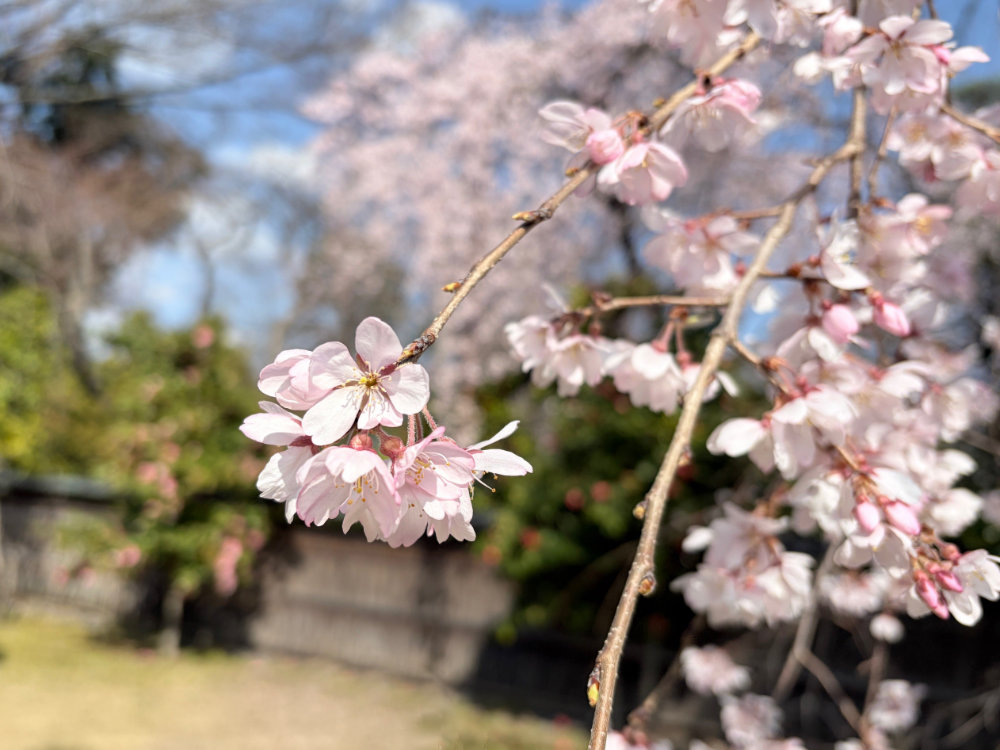 天使の里 庭園より（2026年3月27日）