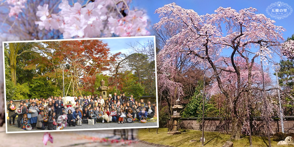 栖鳳桜