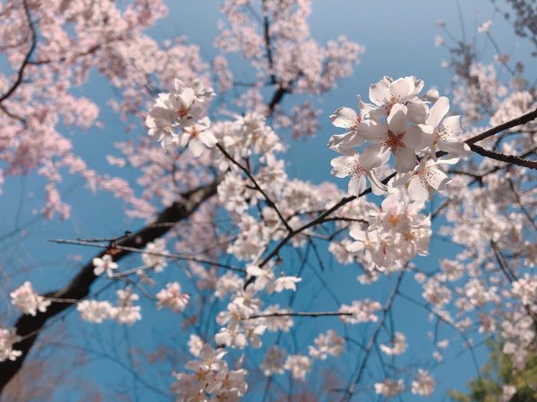 天使の里 栖鳳桜再生＆植樹プロジェクト