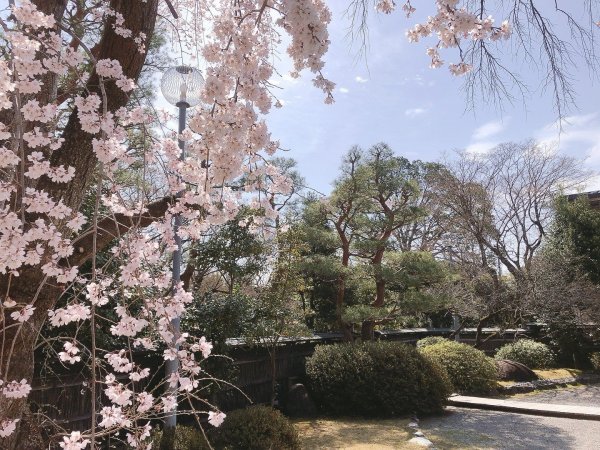 天使の里 栖鳳桜再生＆植樹プロジェクトについてのご案内