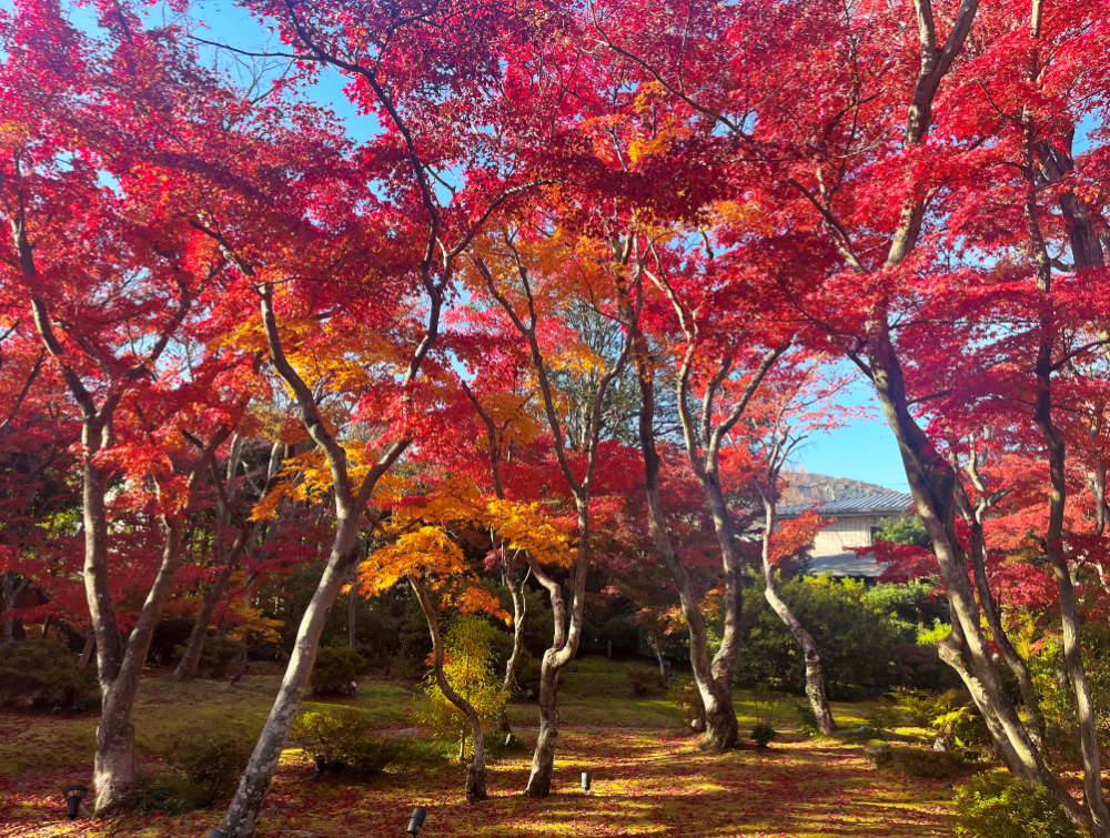 天使の里　庭園より【2024年12月上旬】