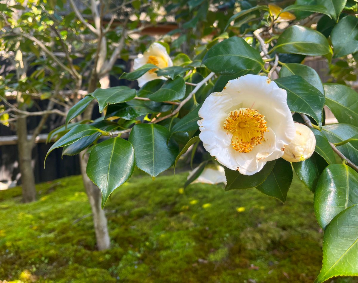 天使の里　庭園より【2025年3月20日】