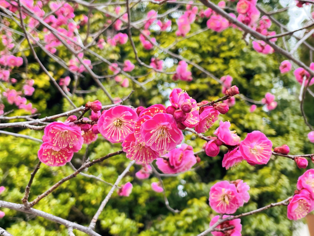 天使の里　庭園より【2025年3月上旬】