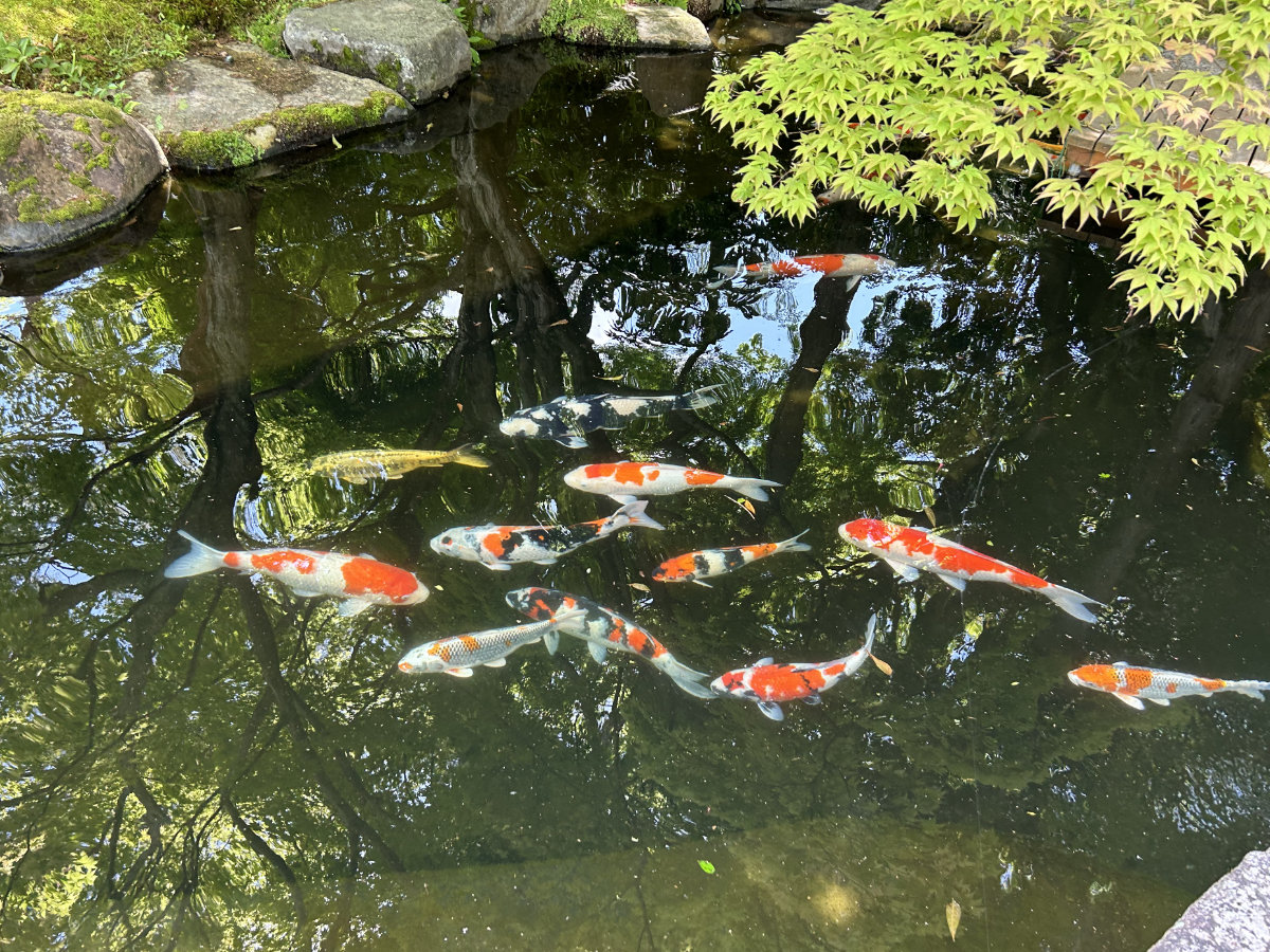 天使の里に新しい鯉がやってきました♪