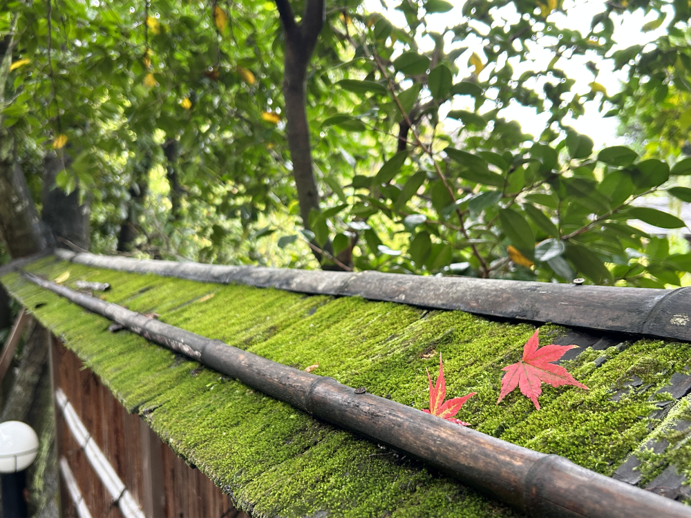 天使の里　庭園より【2025年10月上旬】