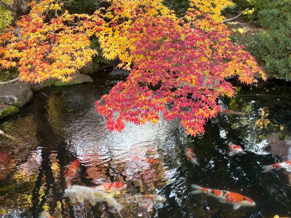 天使の里　庭園より(2025年12月上旬)